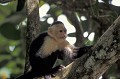 Cebus capucinus. Sapajou capucin. Costa Rica. Amérique centrale. 