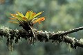  Plante épiphyte. Costa Rica. Amérique centrale. 