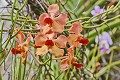  Orchidée de Guadeloupe. Antilles françaises. 