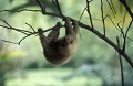 Choloepus didactylus. Paresseux didactyle. Choloepus didactylus. Costa Rica. Amérique centrale. 