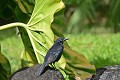 Quiscalus lugubris Quiscale merle. Quiscalus lugubris. Guadeloupe. Antilles françaises. 