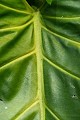  Nervure de feuille. Costa Rica. Amérique centrale. 