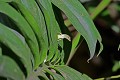 Anolis marmoratus setosus Anoli. Anolis marmoratus setosus. Guadeloupe. Antilles françaises. 