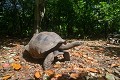 Aldabrachelys gigantea. Curieuse. Tortue Géante des Seychelles. Aldabrachelys gigantea. Curieuse. Iles Seychelles. Océan Indien. 