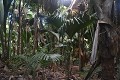 Praslin. Vallée de Mai. Praslin. Iles Seychelles. Océan Indien. 