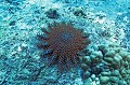 Acanthaster planci. Sorte d'étoile de mer qui envahit les récifs coralliens dont elle se nourrit tout en les détruisant. Couronne d'épines. Acanthaster planci. Étoile de mer qui détruit les récifs coralliens. Iles Seychelles. Océan Indien. 