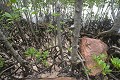 Curieuse. Mangrove. Curieuse. Iles Seychelles. Océan Indien. 