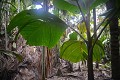 Praslin. Vallée de Mai. Praslin. Iles Seychelles. Océan Indien. 