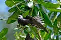 Anous stolidus. Curieuse. Noddi brun. Anous Stolidus. Curieuse. Iles Seychelles. Océan Indien. 
