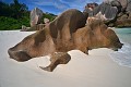 La Digue. Anse Coco. La Digue. Iles Seychelles. Océan Indien. 