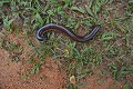 Myriapode des Seychelles. Iles Seychelles. Océan Indien. 