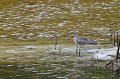Numenius phaeopus. Mahé. Courils corlieu. Mahé. Iles Seychelles. Océan Indien. 