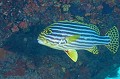 Gaterin rayé. Plectorhinchus vittatus. Gaterin rayé. Plectorhincus vittatus. Praslin. Iles Seychelles. Océan Indien. 
