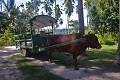 La Digue Taxi boeuf. La Digue. Iles Seychelles. Océan Indien. 