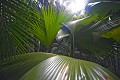 Praslin Vallée de Mai. Praslin. Iles Seychelles. Océan Indien. 