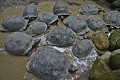 Aldabrachelys gigantea. Tortue géante des Seychelles. Aldabrachelys gigantea. Iles Seychelles. Océan Indien. 