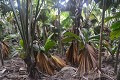 Praslin Vallée de Mai. Praslin. Iles Seychelles. Océan Indien. 