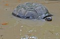 Aldabrachelys gigantea. Tortue Géante des Seychelles. Aldabrachelys gigantea. 