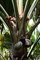 Vallée de Mai. Praslin. Coco Fesse. Praslin. Vallée de Mai. Iles Seychelles. Océan Indien. 