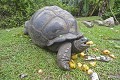 Aldabrachelys gigantea Tortue géante des Seychelles. Aldabrachelys gigantea. 