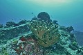  Corail. Iles Seychelles. Océan Indien. 