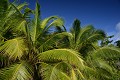  Palmiers. Praslin. Iles Seychelles. Océan Indien. 