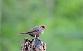 Estrilda astrild. Praslin. Astrid ondulé. Estrila astrild. Praslin. Iles Seychelles. Océan Indien. 