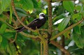 Anous stolidus Noddi brun. Anous stolidus. Iles Seychelles. Océan Indien. 