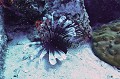 Pterois volitans. Rascasse volante. Pterois volitans. Praslin. Iles Seychelles. Océan Indien. 