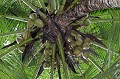 Mahé. Cocotier. Mahé. Iles Seychelles. Océan Indien. 