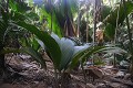 Praslin. Vallée de Mai. Praslin. ILes Seychelles. Océan Indien. 