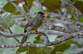 Hypsipetes crassirostris. Vallée de Mai. Praslin. Bulbul merle. Hypsipetes crassirostris. Vallée de Mai. Praslin. Iles Seychelles. Océan Indien. 