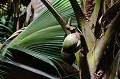 Vallée de Mai. Praslin. Coco Fesse. Vallée de Mai. Praslin. Iles Seychelles. Océan Indien. 
