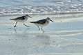 Calidris alba. Becasseau sanderling. Calidris alba. Praslin. Iles Seychelles. Océan Indien. 