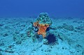  Corail. Praslin. Iles Seychelles. Océan Indien. 