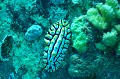 Phyllidia varicosa. Phyllidie verruqueuse. Phyllidia varicosa. Iles Seychelles. Océan Indien. 