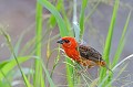 Foudia madagascariensis. Adulte mâle. Foudi rouge. Foudia madagascariensis. Adulte mâle. Praslin. Iles Seychelles. Océan Indien. 