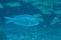 Myripristis adusta. Marignan ombré. Myripristis adusta. Iles Seychelles. Océan Indien. 