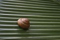 Praslin. Praslin. Vallée de Mai. Iles Seychelles. Océan Indien. 