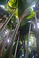 Praslin. Vallée de Mai. Praslin. Iles Seychelles. Océan Indien. 