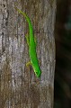 Phelsuma astriata. Gecko vert des Seychelles. Phelsuma astriata. Iles Seychelles. Océan Indien. 