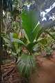 Praslin Vallée de Mai. Praslin. Iles Seychelles. Océan Indien. 