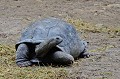 Aldabrachelys gigantea. Tortue géante des Seychelles. Aldabrachelys gigantea. Iles Seychelles. Océan Indien. 