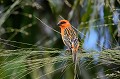 Foudi rouge. Foudia madagascariensis. Foudi rouge. Foudia madagascariensis. Iles Seychelles. Océan Indien. 