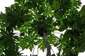 Mahé. Cocotier. Mahé. Iles Seychelles. Océan Indien. 