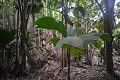 Praslin Vallée de Mai. Praslin. Iles Seychelles. Océan Indien. 