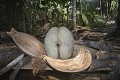 Vallée de Mai. Praslin. Coco Fesse. Vallée de Mai. Praslin. Iles Seychelles. Océan Indien. 
