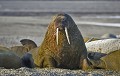 Svalbard. Morse. Odobemus rosmarus. Morse. Odobemus rosmarus. Svalbard. Spitzberg. 