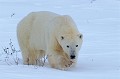 Canada. ours blanc. Ursus maritimus. Ours blanc. Ursus maritimus. Svalbard. Spitzberg. 