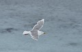 Svalbard. Larus hyperboreus. Goéland bourgmestre. Larus hyperboreus. Svalbard. Spitzberg. 